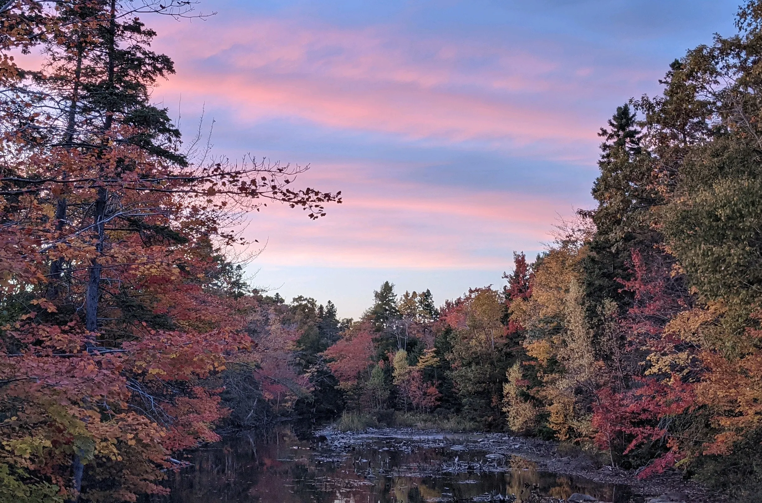 A forest at sunset
